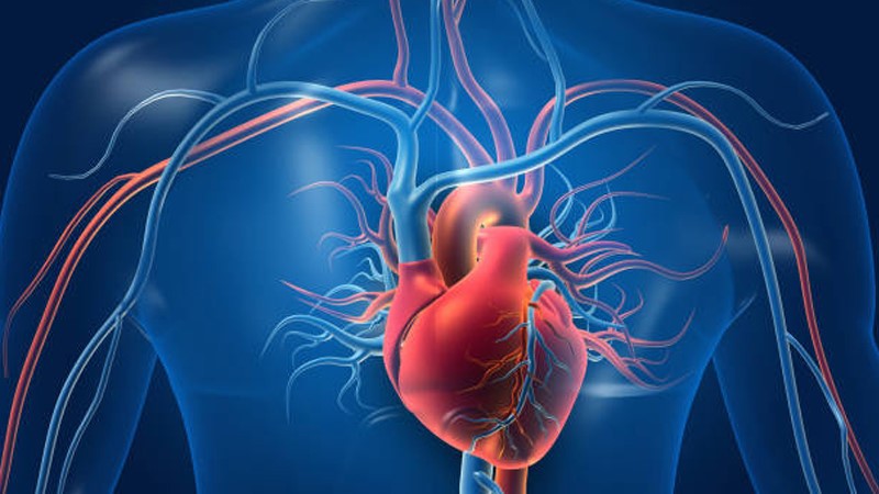 Bioglutide NA-931 Capsules Cardiovascular Health | Shaanxi BLOOM Tech Co., Ltd Bioglutide NA-931 Capsules Cardiovascular Health | Shaanxi BLOOM Tech Co., Ltd